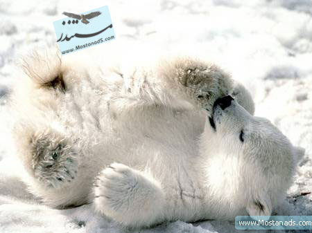 BBC - Wildlife Specials - Polar Bear 1997