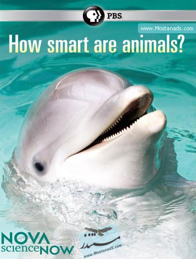 How Smart Are Animals 2011