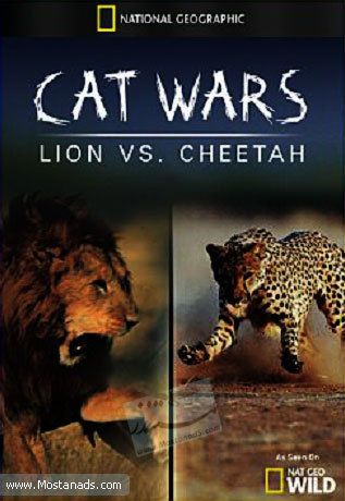 Cats Wars: Lion vs. Cheetah