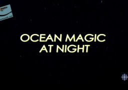 جادوی اقیانوس در شب (۲۰۱۶)
