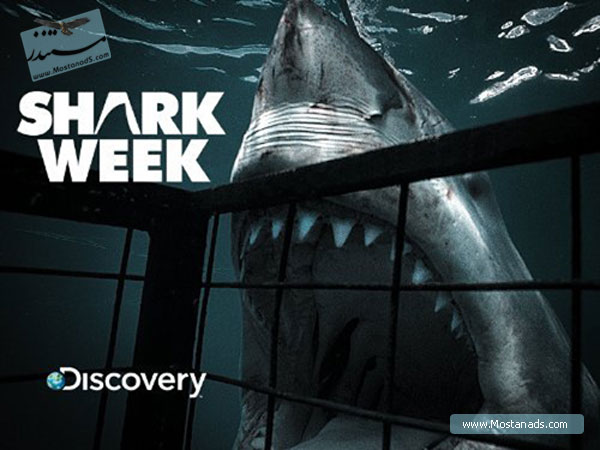 Shark Week - Shark City