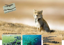 سیاره زمین : جلگه های پهناور