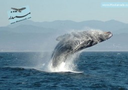 حیوانات استثنایی – نهنگ کوهان دار در سال ۱۹۹۷