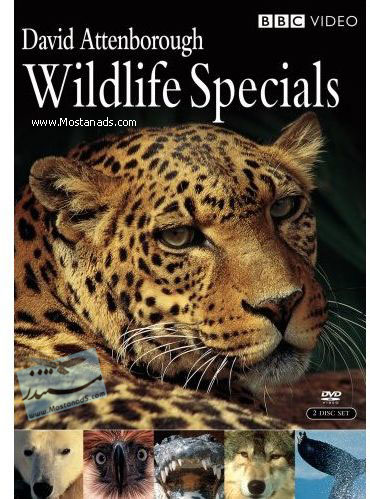 BBC - Wildlife Specials - Leopard 1997