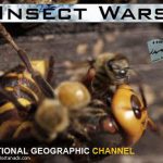 National Geographic - Special Insect Wars