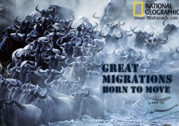 مهاجرت های بزرگ : متولد شده برای حرکت