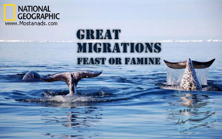 Great Migrations: Feast or Famine