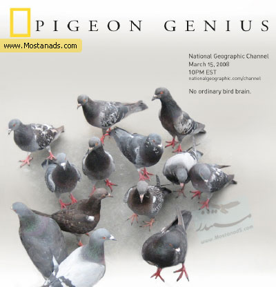 National Geographic - Brilliant Beasts: Pigeon Genius (2011)