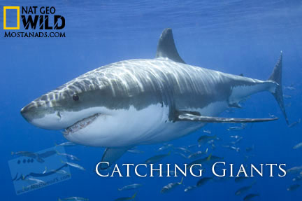 Nat Geo Wild - Catching Giants (2012)