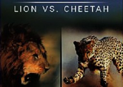 نبرد گربه سانان: شیرها در برابر چیتاها