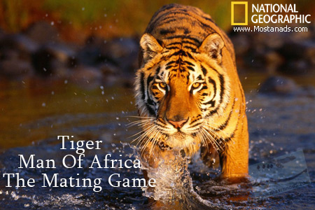 National Geographic - Tiger Man Of Africa The Mating Game (2012)