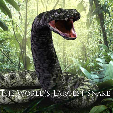 Channel 4 - The World's Largest Snake