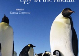 مستند BBC – Penguins: Spy in the Huddle 2013