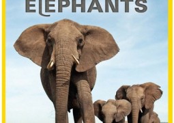 مستند نبرد برای فیل ها
