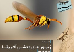 زنبورهای وحشی آفریقا (دوبله فارسی)