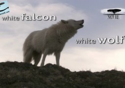 شاهین سفید، گرگ سفید