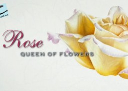رز : ملکه گل ها (۲۰۱۰)