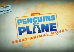 پنگوئن ها در هواپیما: انتقال جانوران بزرگ (۲۰۱۴)