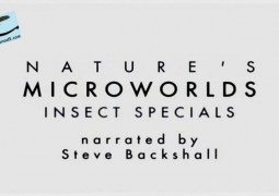جهان ذره بینی طبیعت: گونه های حشرات (۲۰۱۴)