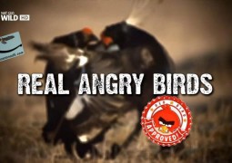 پرندگان خشمگین واقعی (۲۰۱۵)