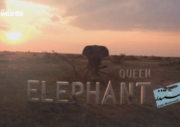 فیل ملکه (۲۰۱۴)