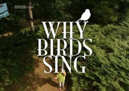چرا پرندگان آواز می خوانند (۲۰۰۷)