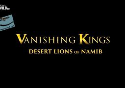 پادشاهان ناپدیدشونده – شیرهای بیابان نامیب (۲۰۱۶)