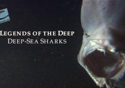 افسانه های ژرفا: کوسه های دریای ژرف (۲۰۱۵)